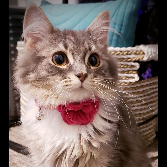 Meet your Posher, Sarah - Picture 1 of 1